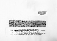 Heterosphaeria plinthis image